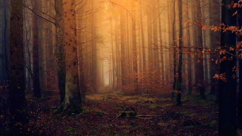 Magical Woodland Celebrations