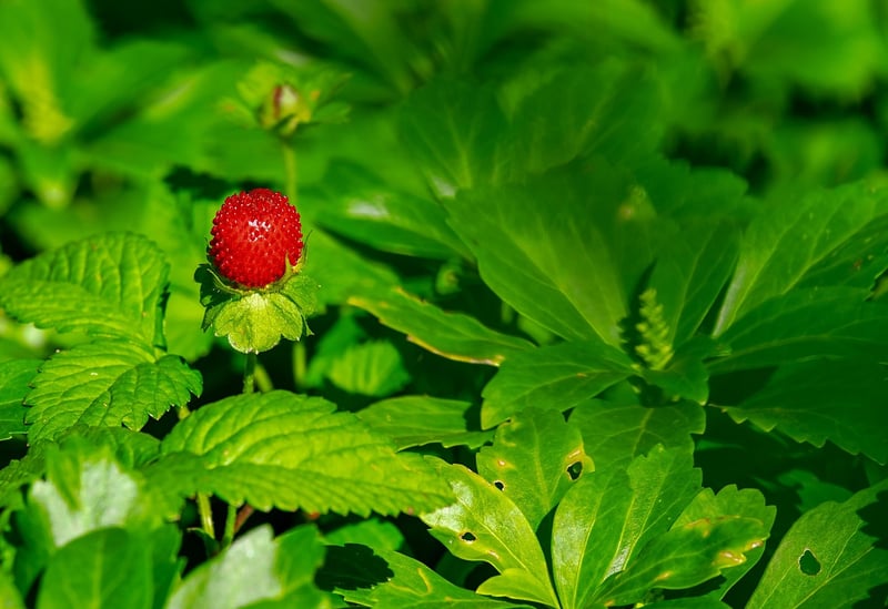 Wild Berry Delights