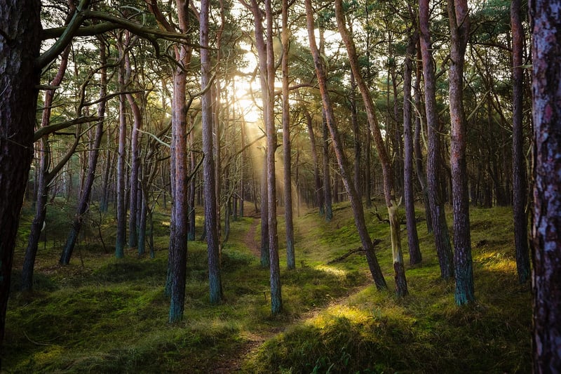 Enchanted Forest Decor