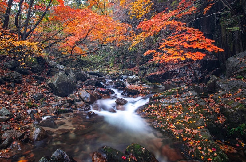 Forest Stream